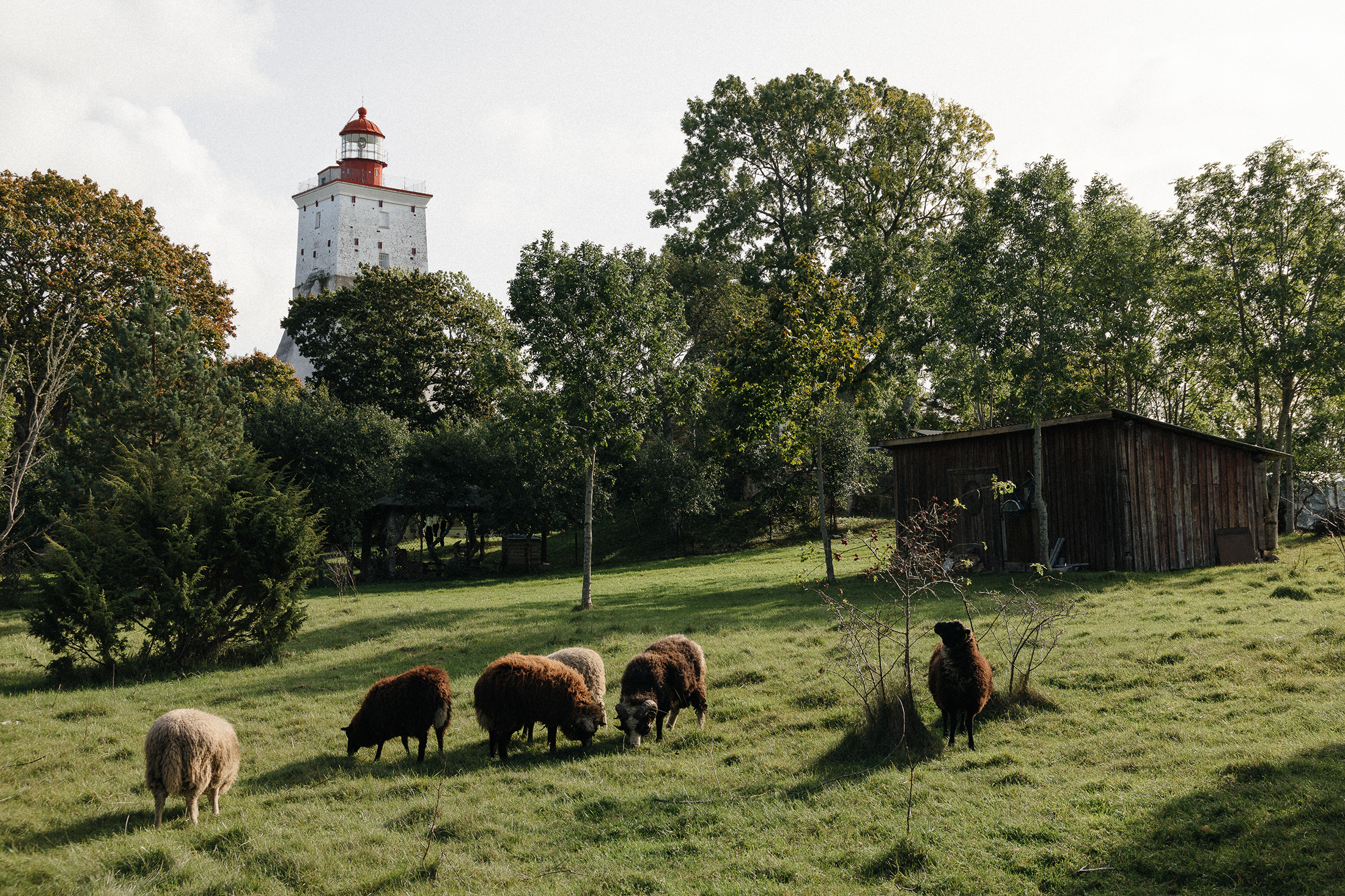 Hiiumaa Pruulikoda – Hiiumaa Pruulikoja pood